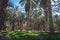 Palm plantation in Nefta oasis, Tunisia.