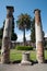 Palm and Remains of columns at the house of the faun in Pompeii