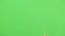 Palm of right male hand raising on green screen, chroma key. Closeup view of female vote gesture isolated on green
