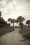 Palm Road Sepia