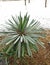 Palm seedling covered with snow