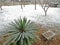 Palm seedling covered with snow