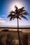 Palm silhouette and strong back-light in Spain. In the background is blue sky and sea.