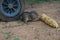 Palm squirrel - chipmunk living in Sri Lanka