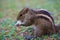 Palm squirrel - chipmunk living in Sri Lanka