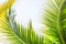 Palm Sunday background for religious holiday backdrop with green tropical tree leaves against natural summer