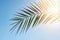 Palm sunday concept: Leaves frame of coconut branches with cloudy blue sky background