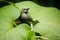 Palm Tanager