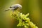 Palm Tanager sitting on beautiful moss branch with clear background. Beautiful bird from Costa Rica. Birdwatching of South America