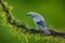 Palm Tanager sitting on beautiful mossy branch with clear background. Beautiful bird from Costa Rica. Birdwatching in South