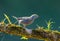 Palm Tanager sitting on beautiful mossy branch with clear blue-green background