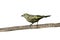 Palm tanager, Thraupis palmarum,