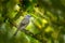 Palm Tanager, Thraupis palmarum, bird in the green forest habitat, Costa Rica. Dark green forest with bird. Tanager in the nature