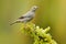 Palm Tanager, Thraupis palmarum, bird in the green forest habitat, Costa Rica. Tanager sitting on beautiful moss brach with clear