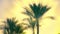 Palm tourism sky clouds nature sunny beach tree holiday