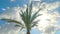 Palm tourism sky clouds nature sunny beach tree holiday