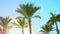 Palm tourism sky clouds nature sunny beach tree holiday