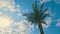 Palm tourism sky clouds nature sunny beach tree holiday