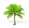 Palm tree