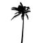 Palm tree