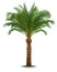 Palm tree