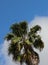 Palm Tree Against a Blue Sky