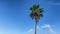 Palm tree against blue sky with cloud. Palm leaves waving in the wind. 4K