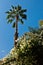 Palm tree against blue sky at Majorelle garden in Marrakech, Morocco