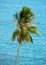 Palm tree against ocean