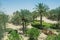 Palm tree alley with bushes in the arabic luxury desert resort