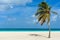 Palm tree alone on the white sand of the Eagle Beach in Aruba. Tropical landscape
