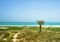 Palm tree on the Arabian Gulf. The Saadiyat Island. Abu Dhabi.