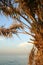 Palm tree by arabian sea