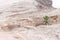  palm tree in an arid place with sand and dunes Ponta de Sao Lourenco, Madeira