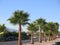 Palm tree avenue