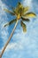 Palm tree with azure blue sky with clouds in background