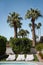 palm tree backyard desert nature arizona california grass patio furniture sky nature summer spring