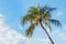 Palm tree in Bali with blue skies