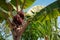 The palm tree with bananas on a background of blue sky