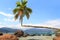 Palm tree on beach Aventueiro, Ilha Grande, Brazil