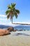 Palm tree on beach Aventueiro of island Ilha Grande