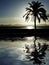 Palm tree on beach at dusk, night sunset