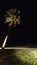 Palm tree on beach at night