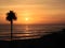 Palm Tree Beach Pacific Ocean Sunset
