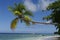 Palm tree at Beau Vallon beach, Seychelles