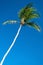 Palm tree with a beautiful azure blue sky in background