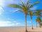 Palm tree on a beautiful sunny summer afternoon in Hollywood Beach