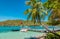 Palm tree on Bequia Island.