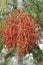 Palm tree berries