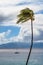 Palm Tree Blowing in the Maui Trade Winds